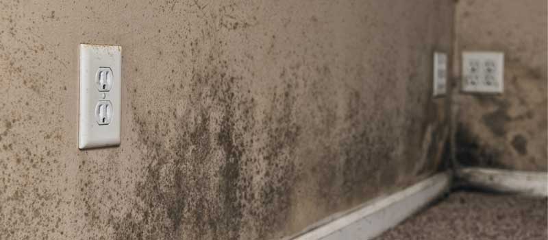 Mold Remediation in Lake County, FL