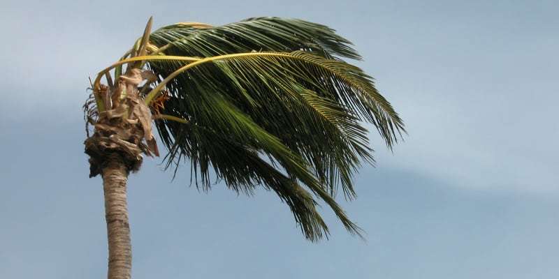 Wind Damage in Central Florida