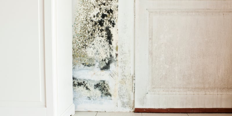 Black Mold Removal in Central Florida