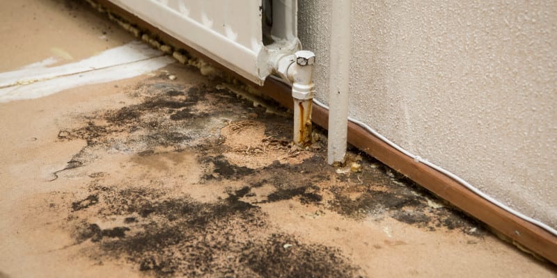 Mold Remediation in Central Florida