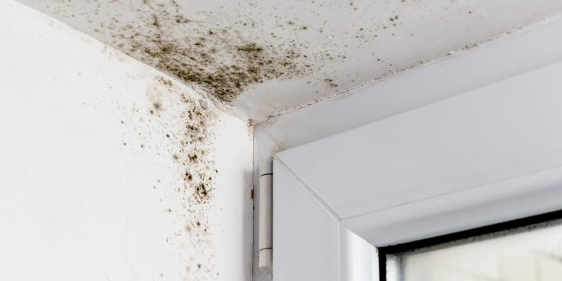 Mold in Central Florida