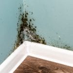 Mold Damage in Central Florida