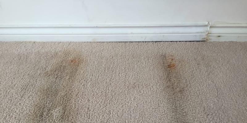 How to Know if You Have Carpet Mold | On-Deck Restoration LLC