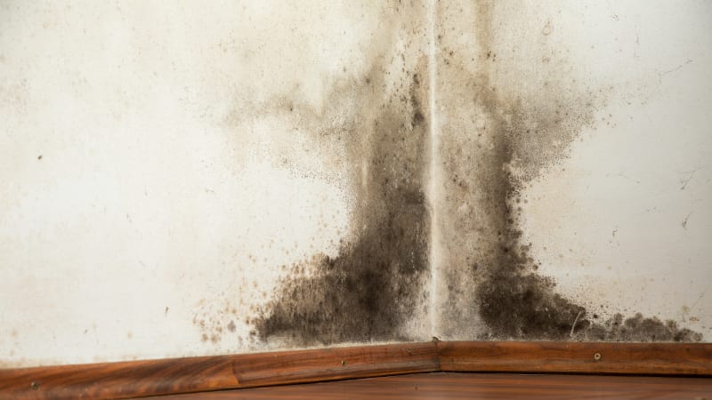 Seeing Spots: How to Tell if It’s Black Mold