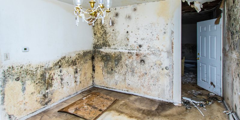 Prevent Health Issues with Mold Removal