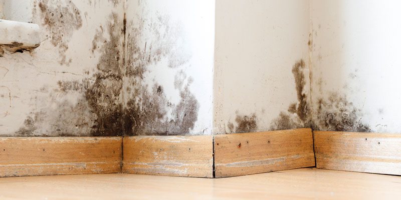 How to Tell If You Need Mold Removal Services